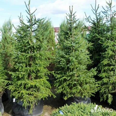 Ель Сербская Оморика