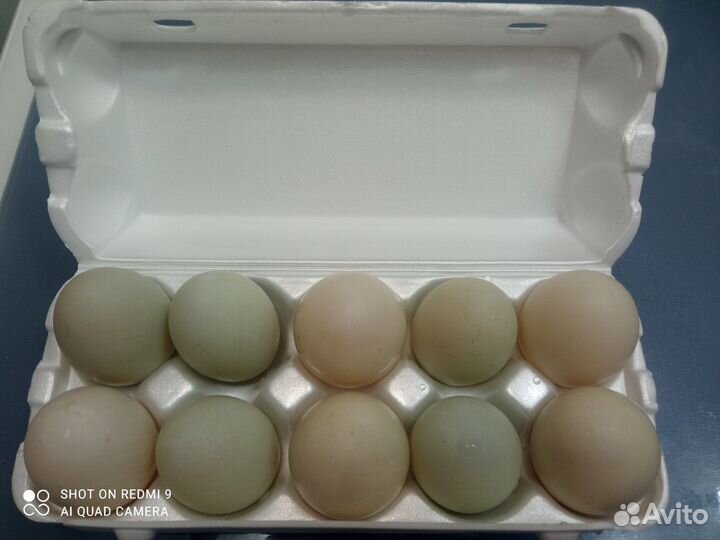 Утиные яйца