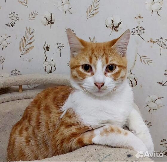 Рыжий котик подросток