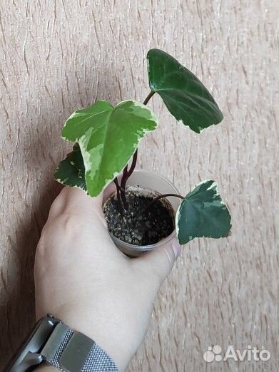 Комнатные цветы