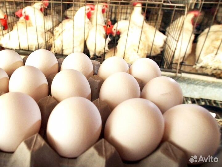 Куры несушки