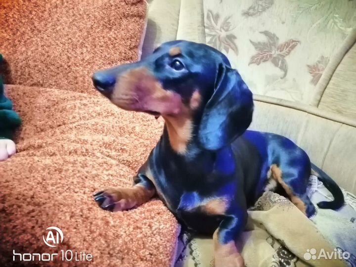 Такса вязка