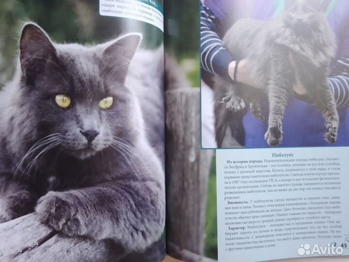 Энциклопедия о кошках