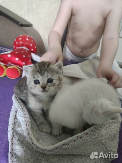 Котята отдам в добрые руки бесплатно