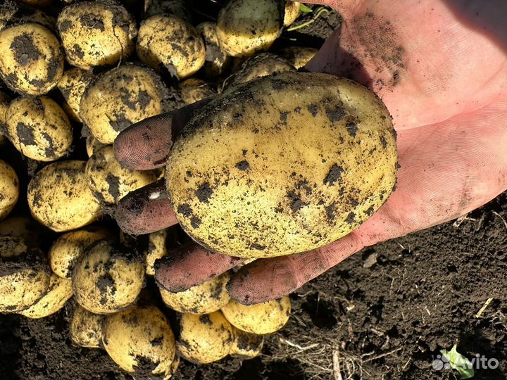 Картошка оптом