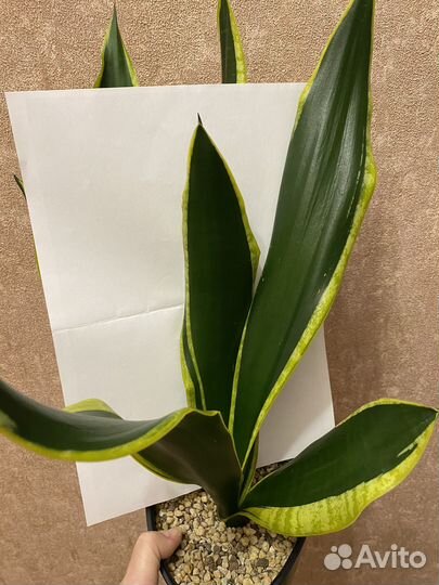 Сансевиерия Блек Голд