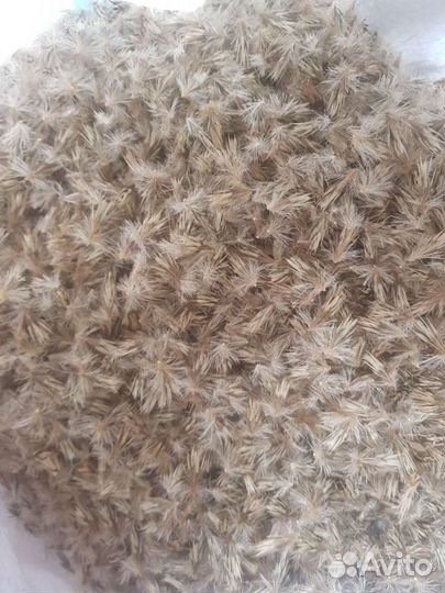 Семена мордовника. мордовник