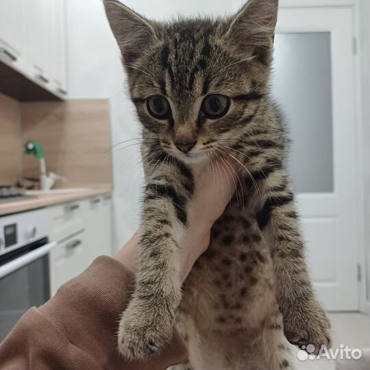 Кошки в добрые руки бесплатно