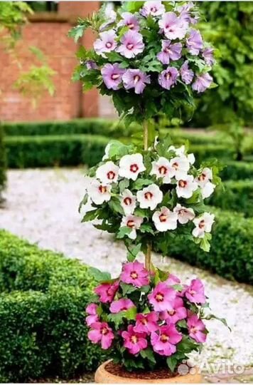 Гибискус древовидный сирийский