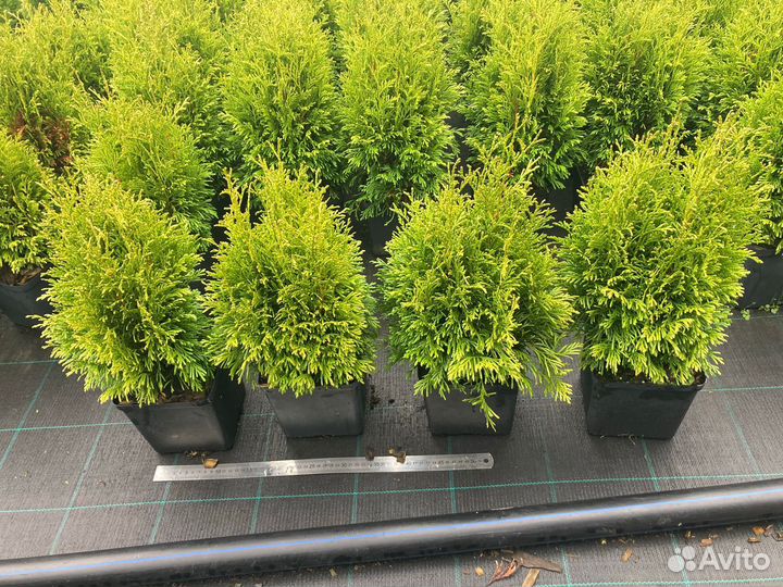 Саженцы Туи