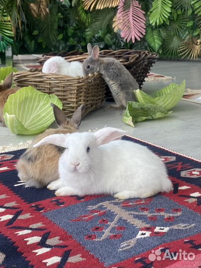Породистые карликовые кролики