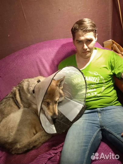 Передержка, выгул собак, ситтинг, зооняня