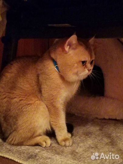 Шотландский кот вязка