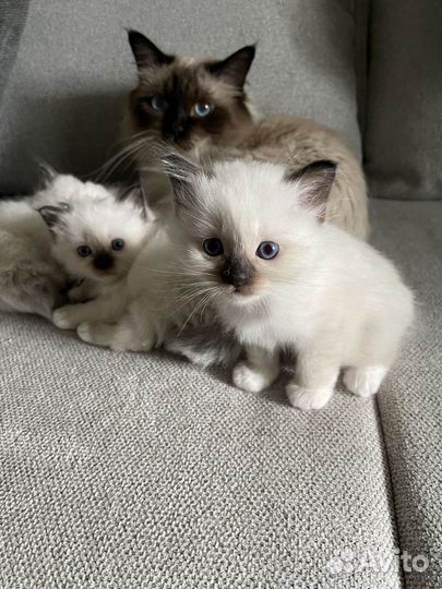 Котята Священная бирма