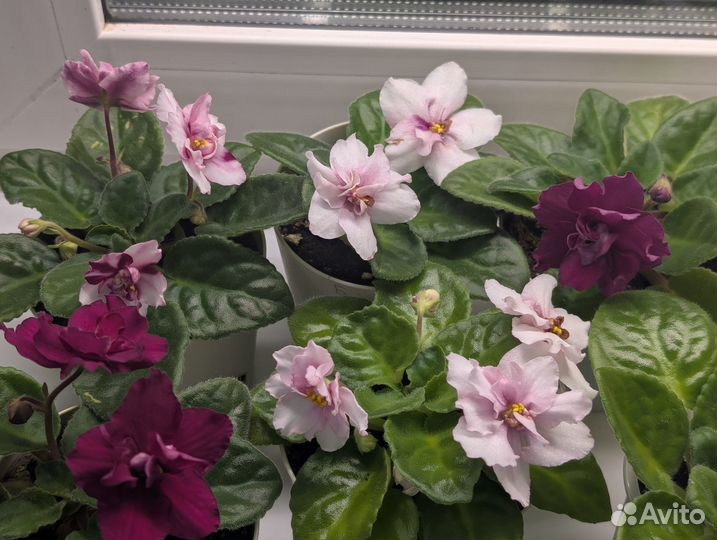 Продам фиалки