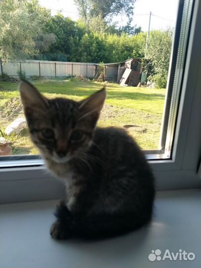 Кошки