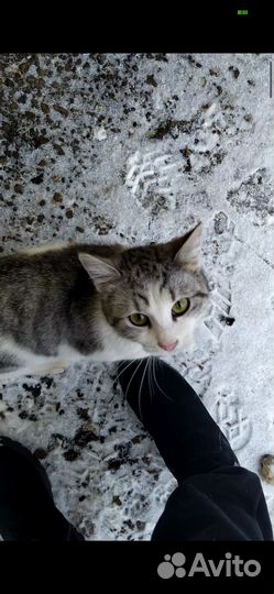 Кошка ищет дом