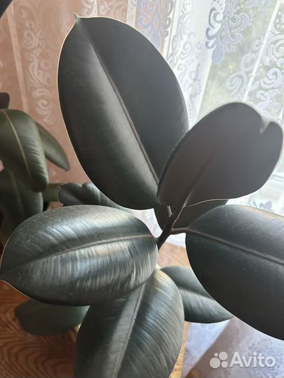 Фикус каучуковый