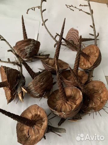 Донце шишки гималайского кедра