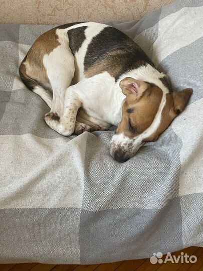 Уход за животными, передержка