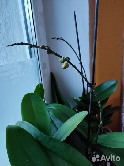 Цветы домашние в горшках