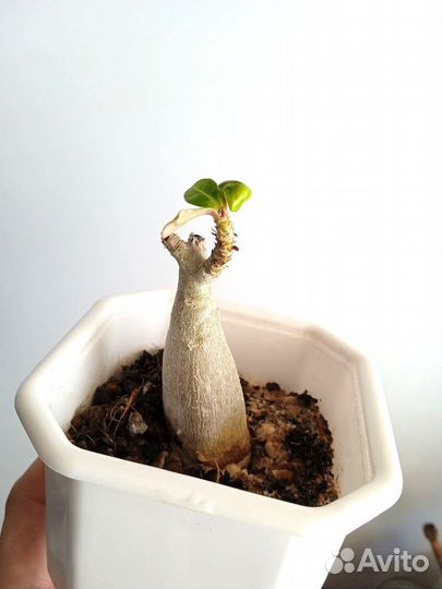 Адениумы сортовые, обесум, арабикум, сокотранум