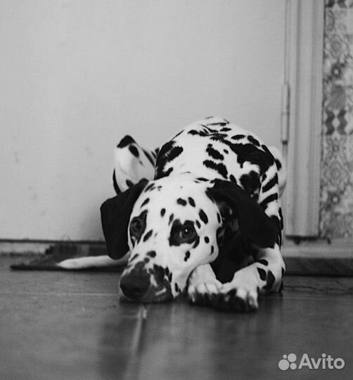 Далматин вязка