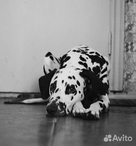 Далматин вязка