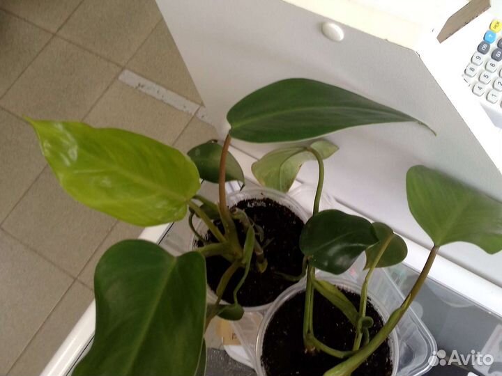 Филодендрон