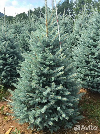 Ель, разные виды, семена