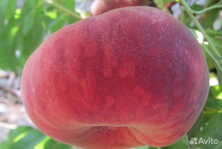 Саженцы Инжирного Персика Плейн Стар