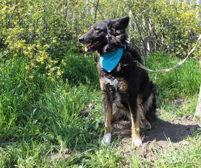 Мухтар в поисках дома