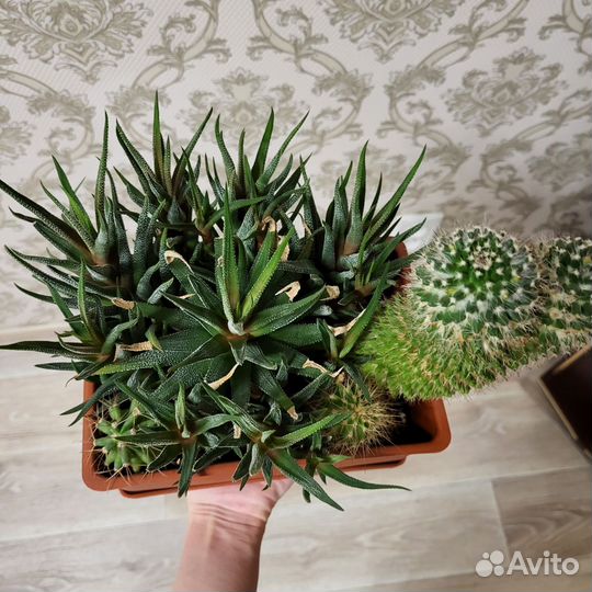 Кактусы и суккуленты