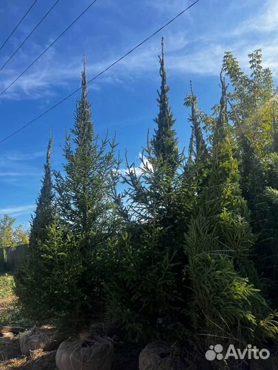 Живые сосны и ели 2,5 метра