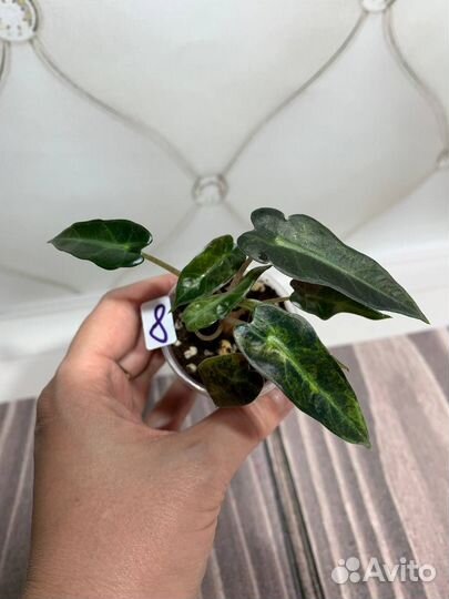 Алоказия бамбино вариегатная