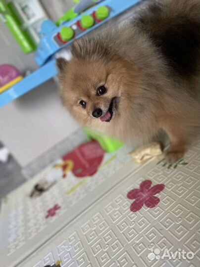 Передержка собак малых пород