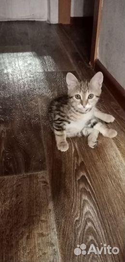 Курильский бобтейл