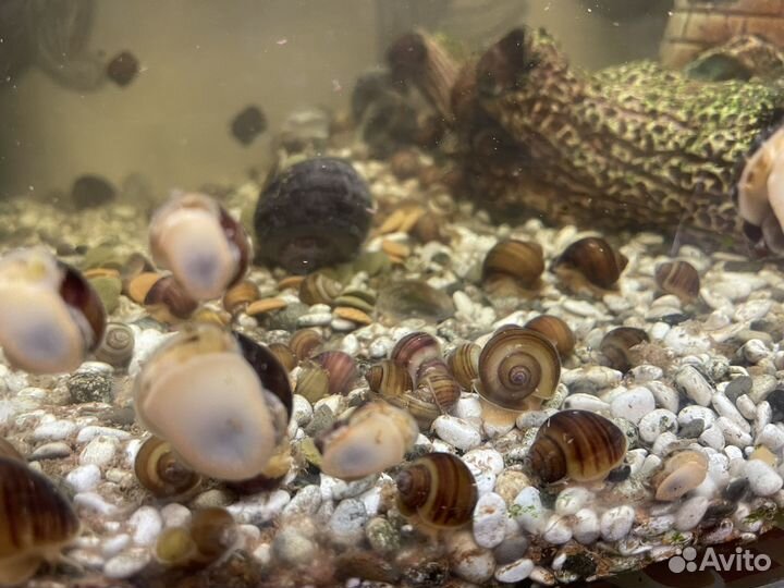 Улитки ампулярии