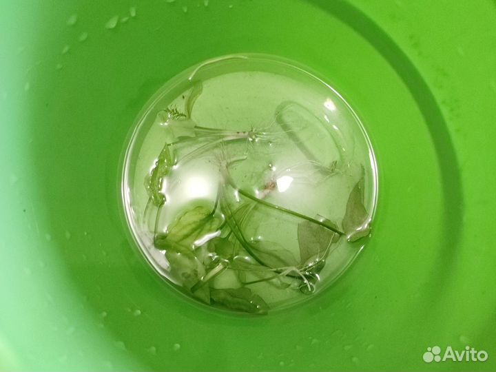 Криптокарина