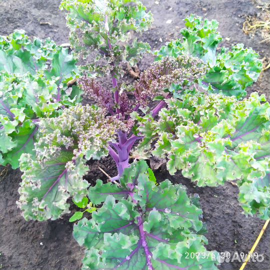 Листья кудрявой капусты Кейл