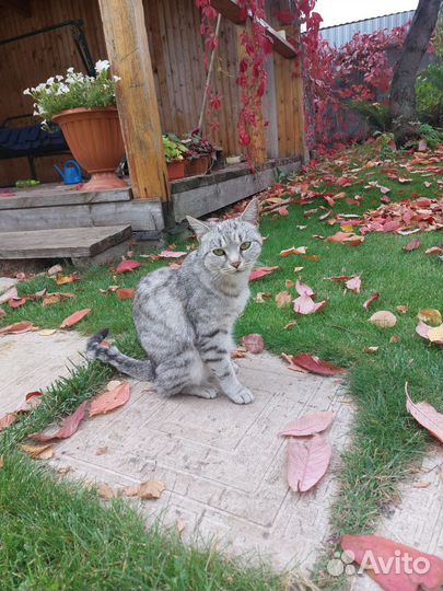 Молодая кошечка