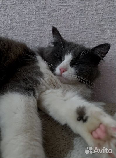 Кошка в добрые руки