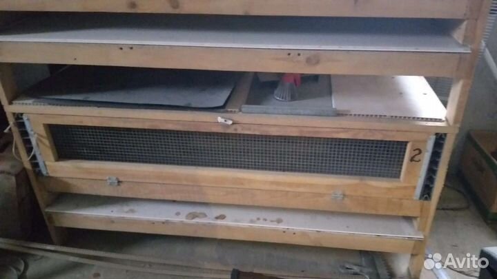 Брудора для выращивания цыплят