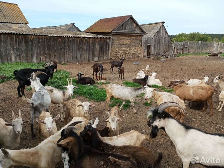 Коза дойная