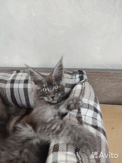 Котята мейн-кун