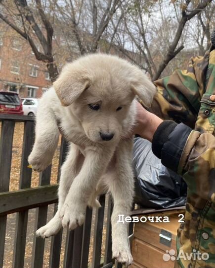 Щеночки в добрые руки