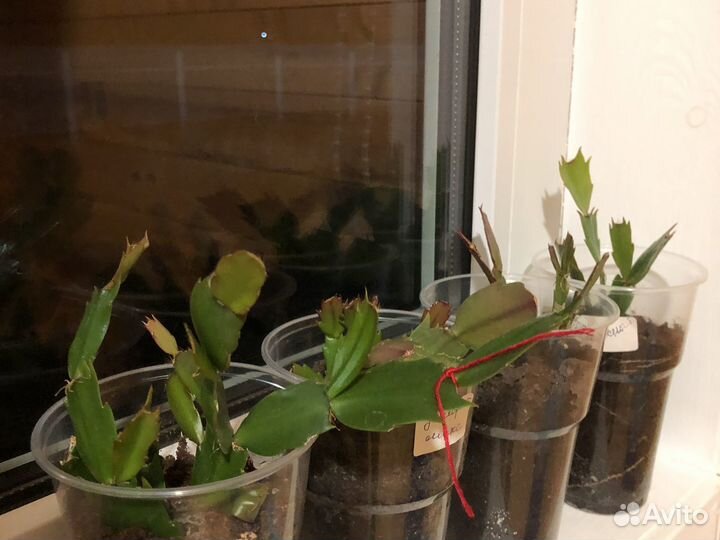 Декабрист микс