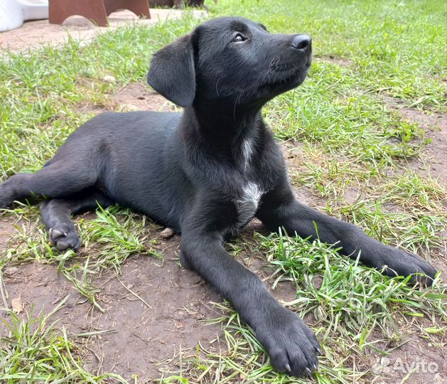 Щенок дратхаара