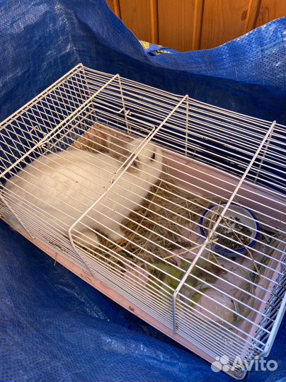 Декоративные карликовые кролики