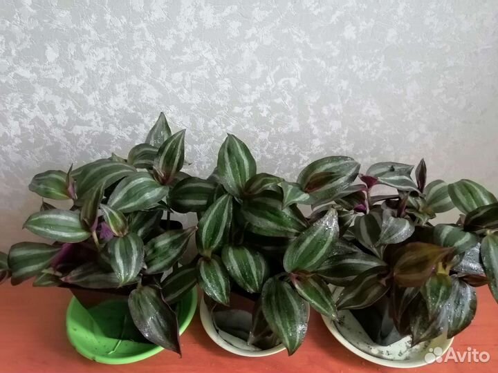 Традесканция зебрина